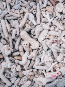 Koraller på Gili Meno