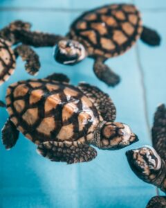 Babyskildpadder på Gili Meno