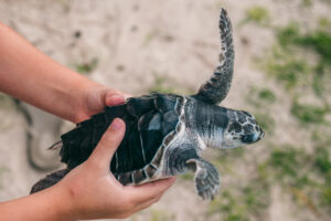 Barn, der rører ved en baby havskildpadde