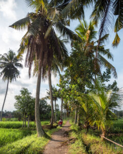 Subak Juwuk Manis sti