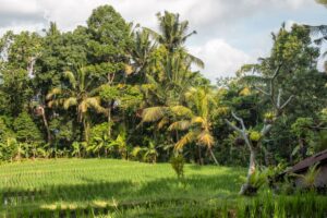 Rismark ved Subak Juwuk Manis i Ubud
