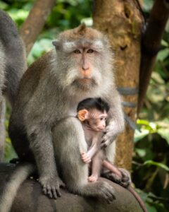 Makakabe med baby i Ubuds Monkey Forest
