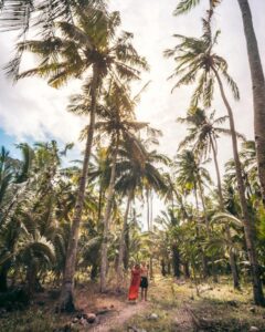 Palmer på Nusa Penida