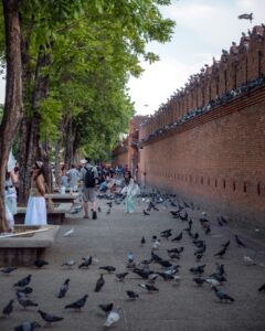 Duer ved Tha Phae Gate