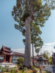Stort træ ved indgangen til Wat Chedi Luang