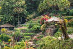 Blomsterhave i Doi Pui