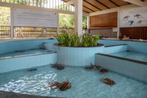 Havskildpadder i bassin i Sanur