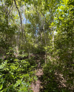 Tilgroet natursti på Koh Samet