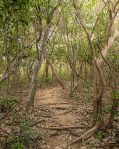 Sti i nationalparken