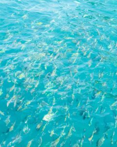 Fisk i nationalparken rundt om Koh Samet i Thailand