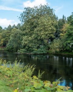 Wallanlagen Park i Bremen flod med natur omkring