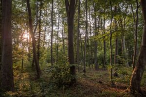 Skov ved Østersøkysten