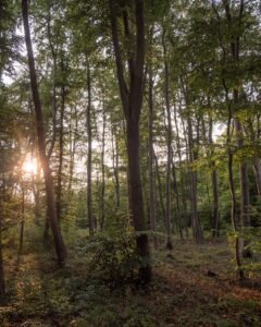 Skov i den tyske riviera