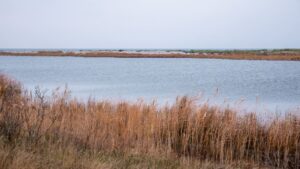 Måkläppen natur i Sydsverige