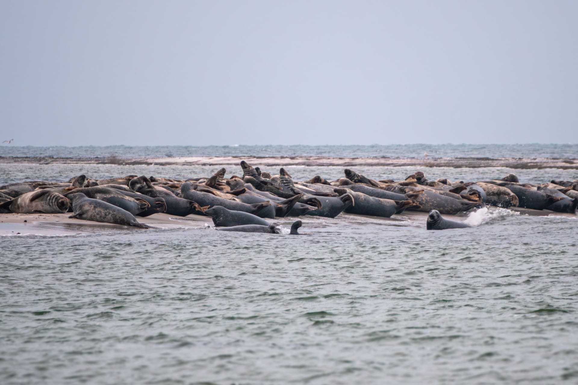 Måkläppen Naturreservat rejseguide: Se vilde sæler i Sydsverige