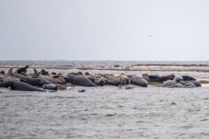 Sæler ved Måkläppen