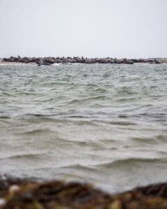 Gråsæler på en lille ø ved Måkläppen