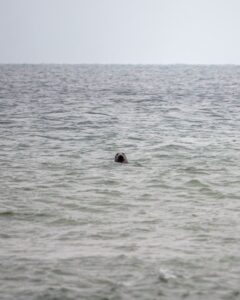 Sæl der kigger op over bølgerne