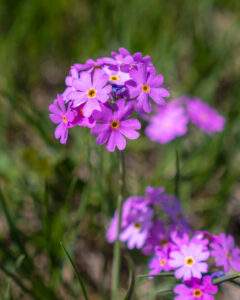 Blomster på Alpe di Siusi