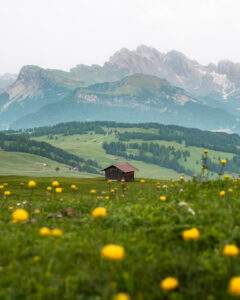 Alpeidyl på Alpe di Siusi