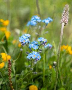 Blomster på Alpe di Siusi