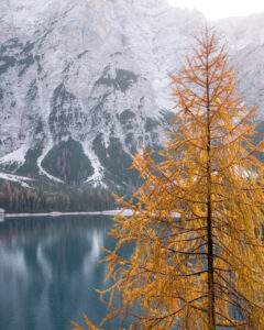 Gult træ ved Lago di Braies
