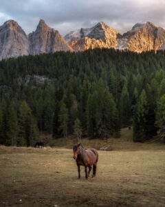 Heste ved skoven på vej til Lago di Sorapis