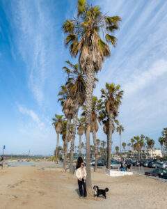 Høje californiske palmetræer ved Ocean Beach i San Diego