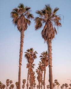 Palmer i San Diego set mod himlen