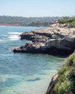 Vilde søløver i La Jolla