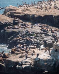 Skarver og søløver i San Diego