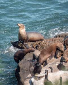 Vilde søløver tæt på, i La Jolla