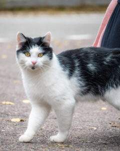 Kat ved San Giovanni-kirken